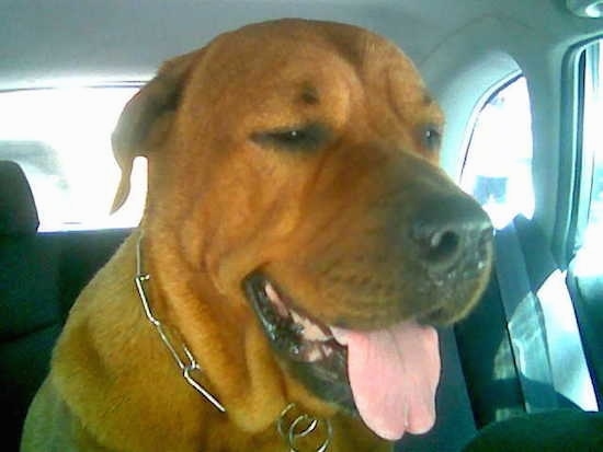 Close up - A large headed brown Weiler Dane dog that is panting and sitting in the backseat of a vehicle. The dog has a big tongue and a big black nose.